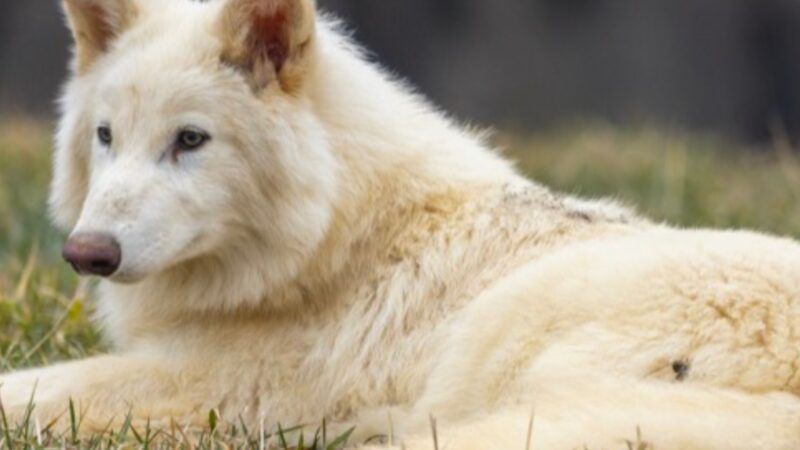 Dire Wolf Facts